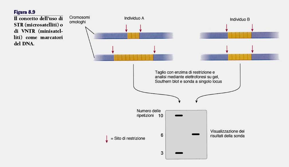 Uso di un VNTR come marcatore del DNA