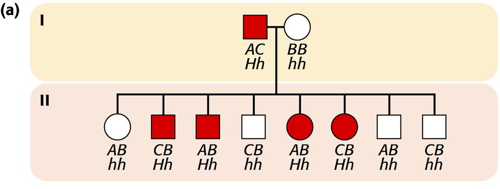 Es. Corea di Huntington, autosomica dominante ipotetici pedigree RFLP A, B, C (aplotipi(