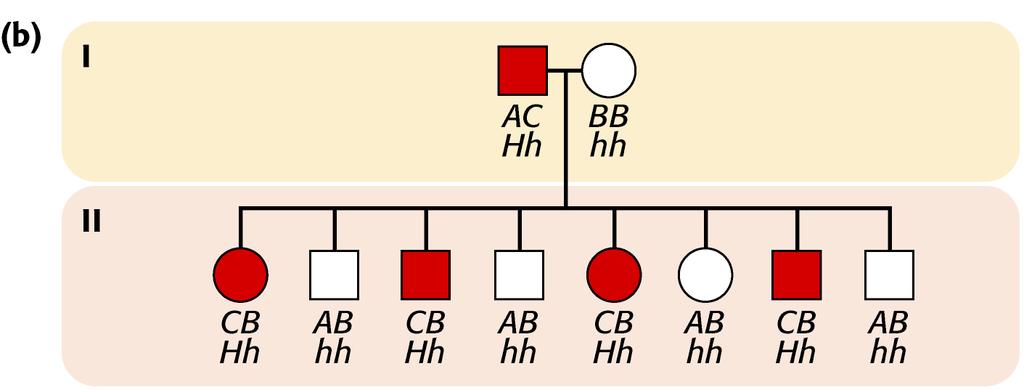 malattia e gli alleli RFLP non sono strettamente associati (b) Il gene responsabile della
