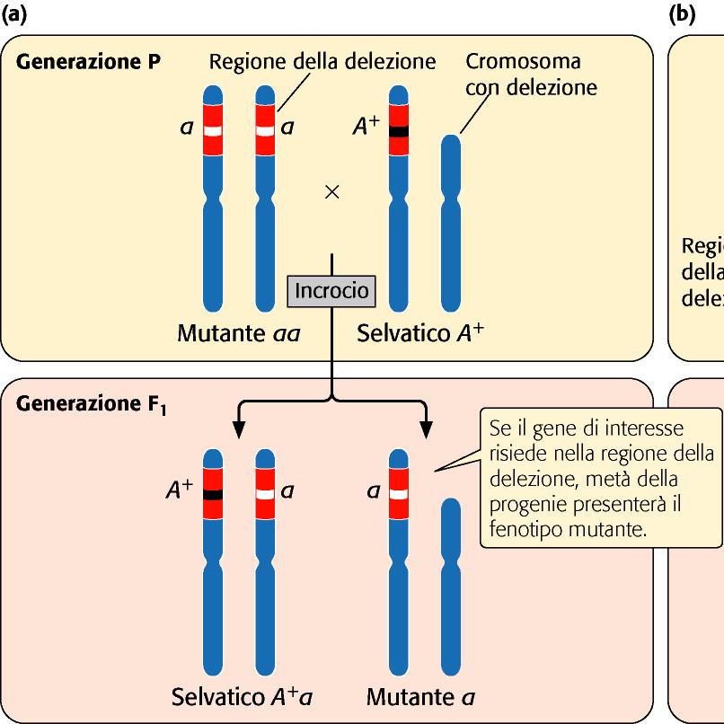 Su quale cromosoma risiede un gene di interesse?