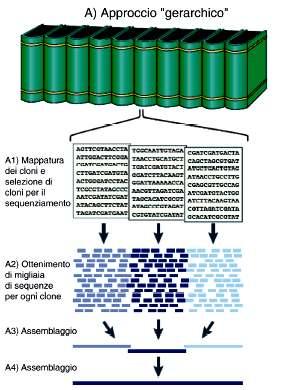 Sequenziamento del genoma umano: approccio gerarchico clone by clone" Libreria Libreria con con larghi larghi inserti inserti cromosomici.