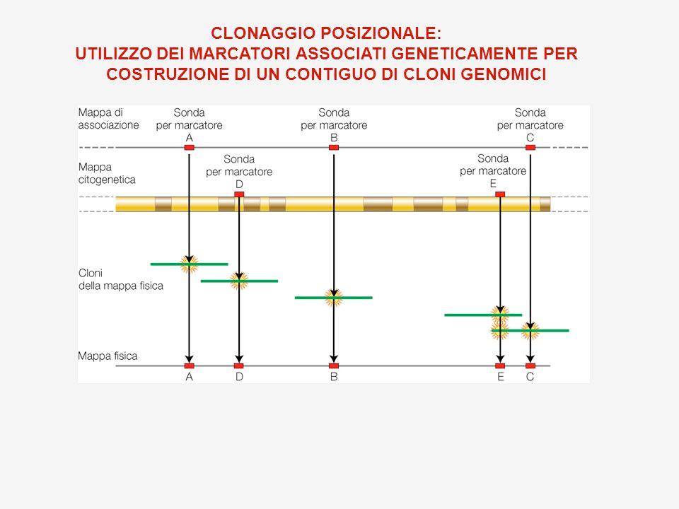 Costruzione