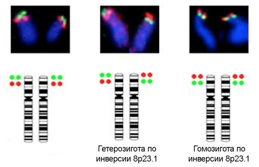 Costruzione di un contiguo partendo da un locus genomico Questo processo permete di costruire contiguo di cloni senza avere un genoma di riferimento ma da solo NON permette di orientare il contiguo!