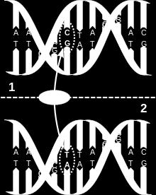 Avvenuto generalmente solo una volta nell evoluzione, indica discendenza comune. La variazione del DNA in diversi individui è di ca.