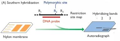 Restriction fragment length polymorphism analysis (RFLP) - Frammentare DNA con ER - Denaturazione e separazione frammenti in PAGE - Blotting su nitrocellulosa