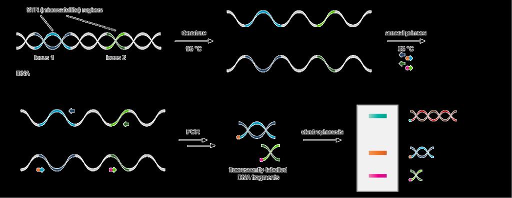 marcate, reazioni di frammentazione, elettroforesi, blotting, ibridizzazione, lavaggi e poi autoradiografia PCR analysis of STR - Usa il fatto che ormai i loci e le