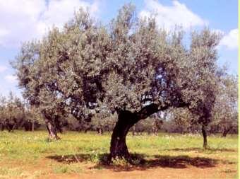 Si può iniziare a raccogliere gli olivi con scuotitori da quando il tronco arriva ad un diametro di 8-15 cm, che in pratica si realizza intorno ai 5-8 anni di età.