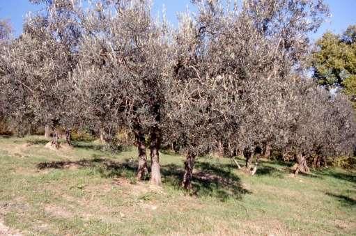 Gli oliveti vecchi e/o