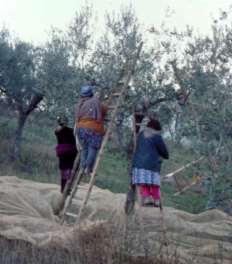 RACCOLTA MANUALE È un metodo di raccolta tecnicamente razionale, ma oneroso. Largamente adottata nelle regioni olivicole dell'italia centrale e per la raccolta delle olive da tavola.