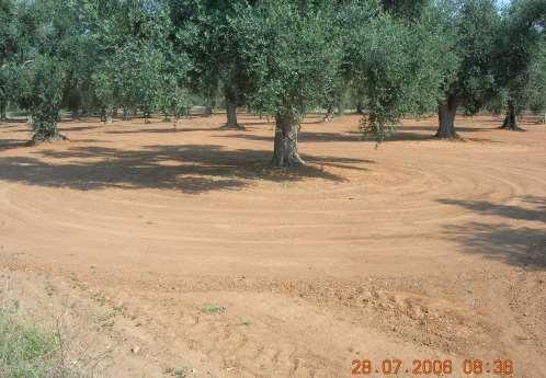 raccolta è eseguita da terra Olivo