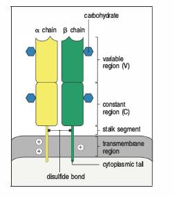 TCR Regione variabile Regione costante Linker contenente il ponte S-S Regione transmembrana+ Coda citoplasmatica Il riconoscimento dell antigene dal TCR è diverso da quello effettuato dagli anticorpi