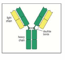 pesanti (heavy chain), di 50kDa, legate tra solo da ponti disolfuro Due catene leggere (light chain), di 25kDa, legate alla catena pesante da un ponte disolfuro Due tipi di catene leggere: κ and λ,