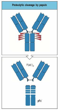 (fragment crystallizable) F(ab ) 2 : le due braccia leganti l antigene restano unite tramite il ponte disolfuro