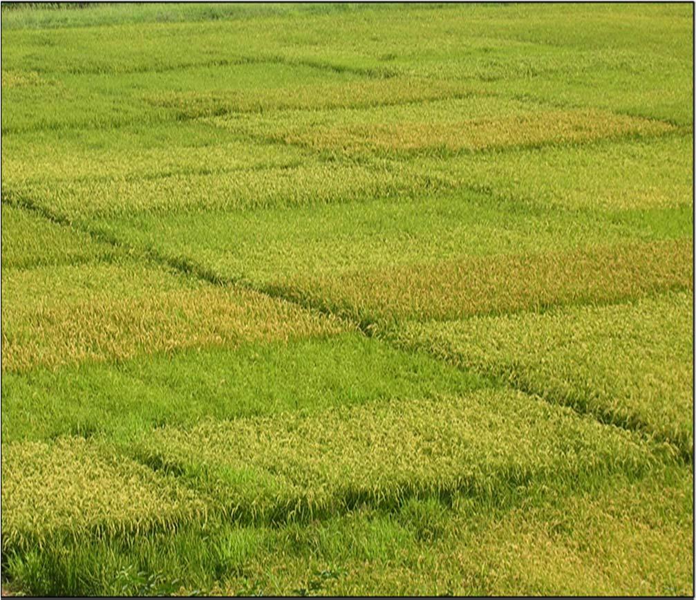 WP2 CARATTERIZZAZIONE FENOTIPO GENOTIPO DEL RISO MADE IN ITALY ANALISI IN CAMPO CARATTERI AGRONOMICI, QUALITA ANALISI