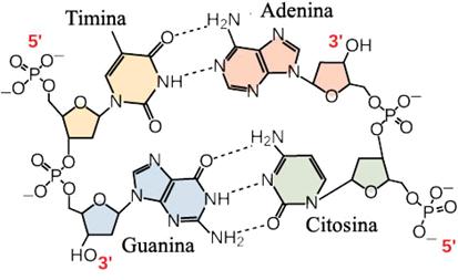 DNA Polimero costituito da unità chiamate nucleotidi Ogni