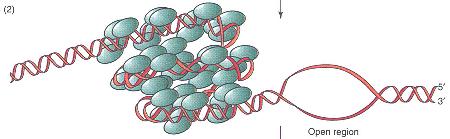 DnaA Èl la proteina ti responsabile dell inizio i i della replicazione nei cromosomi procariotici,