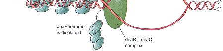 È l induttore trascrizionale i di gcraa Il promotore del gene dnaaè scarsamente funzionale quando il