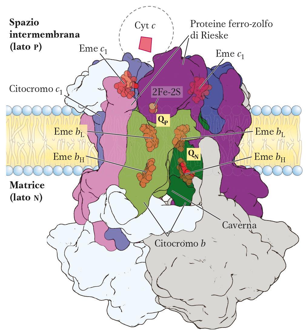 COMPLESSO III (11 componenti) (Ubichinolo:citocromo c ossidoreduttasi) Subunità principali: 2 coppie di Citocromo b (2 gruppi eme: b H e b L ) 2 coppie di Citocromo C1 (1 gruppo eme c 1 ) 2 coppie di