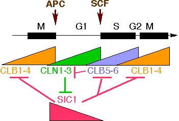 APC e SCF sono complessi molto simili tra loro SCF degrada le proteine che