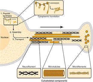 Inoltre, alcuni virus (incluso l herpes, il virus della rabbia e l HIV) sembra che dirottino il sistema di trasporto dineina dinactina per raggiungere l interno delle cellule. http://www.bioquicknews.