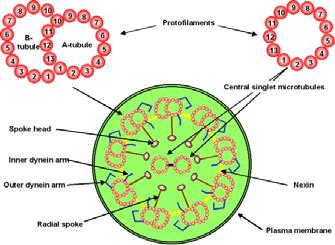 Movimenti di cilia e flagelli nexina http://www.mikeblaber.