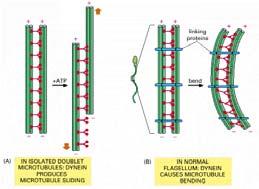 idrolisi dell ATP e un interazione di scivolamento fra le braccia di dineina e i microtubuli