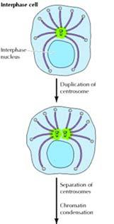 Durante la profase della mitosi, i centrosomi duplicati si separano e si muovono verso le estremità