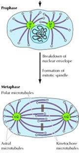 L involucro nucleare si disggrega, e i microtubuli si riorganizzano per formare il fuso mitotico.