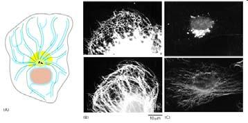 Organizzazione del citoplasma 2 (A) Schema di una cellula illustrando la tipica disposizione dei microtubuli (verde), reticolo endoplasmatico (blu) e apparato di Golgi (giallo).