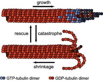 Gli assiopodi sono proiezioni sorrette da microtubuli che partono dal loro corpo