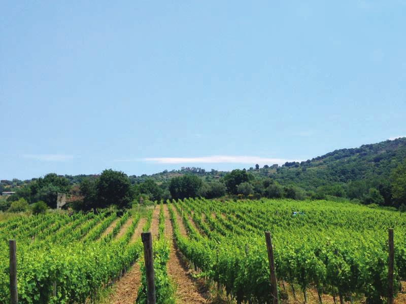 Il vino prepara i cuori e li rende più