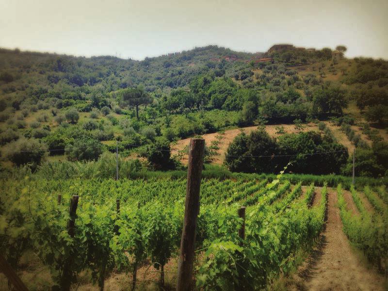 Passione per il Vino IL TERRITORIO: "E' un delicato bere l'estate alli gran caldi e non appare bevanda la sera a tutto pasto", così sosteneva già intorno al 1500, Sante Lancerio, bottigliere del Papa