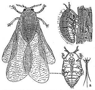 Fillossera della vite Classificazione e biologia La fillossera della vite (Daktulosphaira vitifoliae FITCH, 1856) è un insetto della famiglia dei Phylloxeridae (Rhynchota Homoptera, superfamiglia