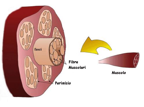 Le fibre muscolari hanno dimensioni di gran lunga maggiori rispetto alle cellule degli altri tessuti, e possono raggiungere una lunghezza di diversi centimetri.