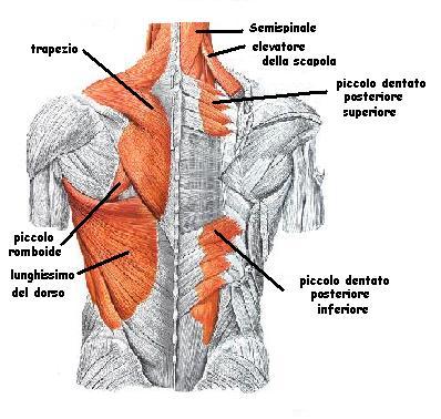 Karate Do fino a cintura nera Pagina 75 di 156 Nella regione del dorso si distinguono il muscolo trapezio e il gran dorsale o lunghissimo del dorso.