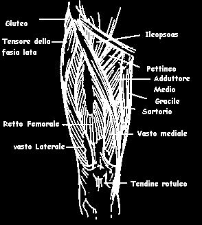 senso laterale (abduzione), il sartorio che permette il movimento di accavallare le