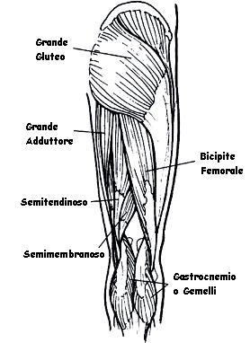 Il quadricipite della coscia è il muscolo che permette l'estensione della gamba, è