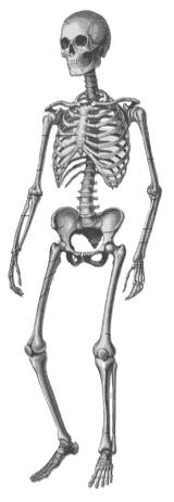 Karate Do fino a cintura nera Pagina 80 di 156 L'apparato scheletrico La struttura locomotrice del nostro corpo umano è sorretta da una struttura ossea chiamata scheletro.