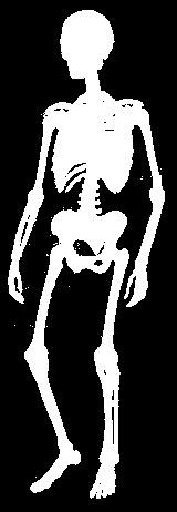 Nelle ossa lunghe (ad esempio le clavicole, l'omero, il femore) una delle tre dimensioni, la lunghezza, prevale sulle altre.