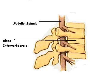 Ogni vertebra si compone di un corpo posteriormente al quale vi è un anello osseo (arco vertebrale) che delimita un foro