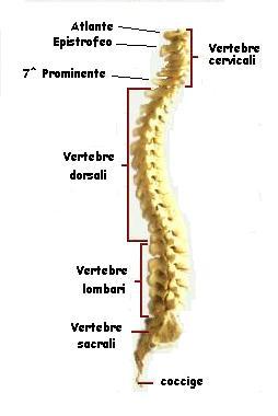 Karate Do fino a cintura nera Pagina 82 di 156 sovrapposizione dei forami vertebrali risulta il canale vertebrale dove è contenuto il midollo s La colonna vertebrale è il cardine di tutto il