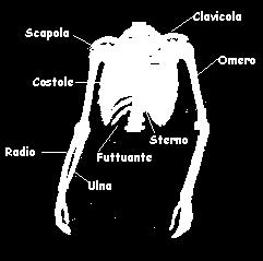 La colonna vertebrale è composta da 33 vertebre (sette cervicali, dodici dorsali o toraciche, cinque lombari, cinque sacrali e quattro coccigee).