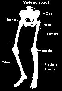 Su questo gruppo si articolano le cinque ossa del metacarpo, e infine su queste si articola lo scheletro delle dita, costituite ciascuna da tre ossa (falange, falangina e falangetta), ad eccezione
