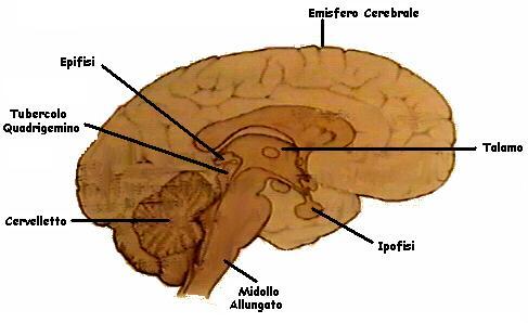 Specifiche aree della corteccia cerebrale permettono invece la gestione fine dei movimenti.
