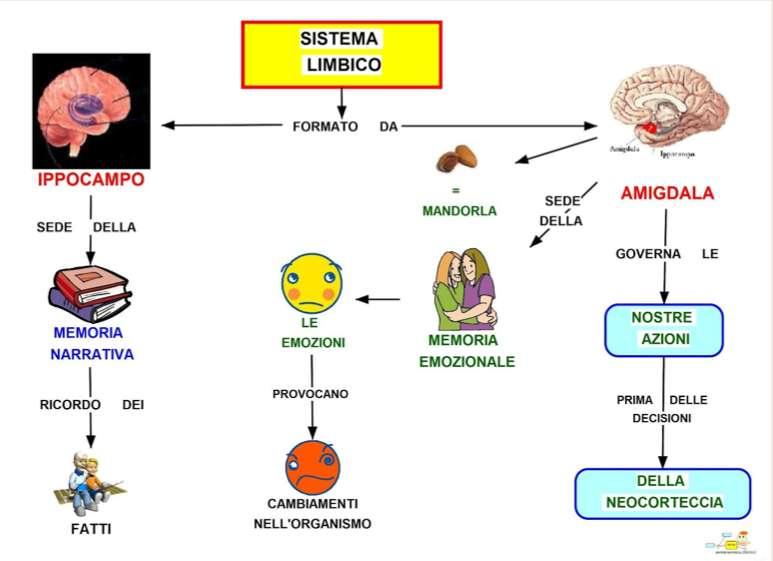 SISTEMA LIMBICO