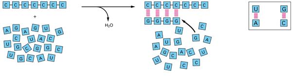 EVOLUZIONE DELLA CELLULA I POLINUCLEOTIDI sono capaci di dirigere