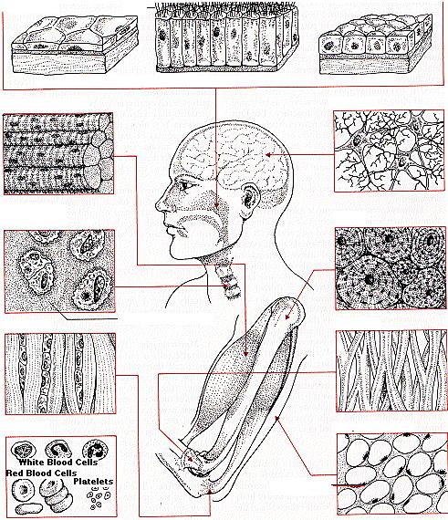 EPITELIALE Sviluppo di organismi multicellulari squamoso colonnare cuboide MUSCOLO (scheletrico) Nervoso Il corpo umano è composto da più di 200 tipi diversi di cellule che sono componenti di 5 tipi