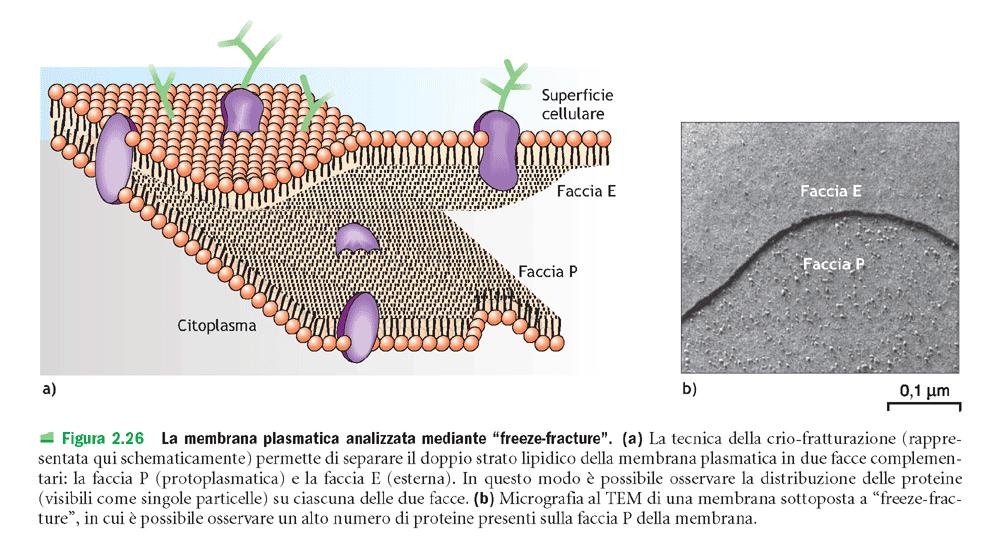 LE MEMBRANE BIOLOGICHE