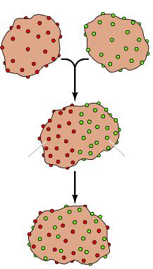 Cellula umana Cellula di topo Mobilità delle proteine di membrana Fusione Cellula ibrida Tempo: 0