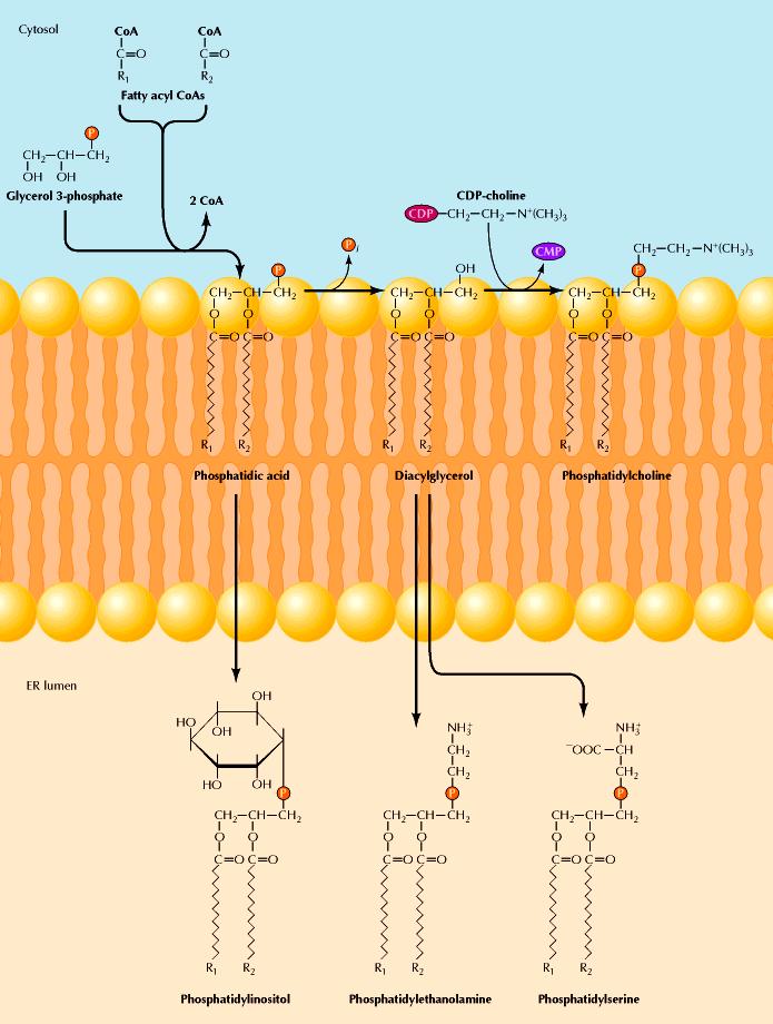 Acidi grassi + 2 CoA Sintesi di lipidi Glicerolo-3 fosfato CDP-colina Acido fosfatidico
